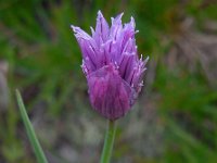 Allium schoenoprasum 11, Bieslook, Saxifraga-Ed Stikvoort