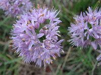 Allium schoenoprasum 3, Bieslook, Saxifraga-Jasenka Topic