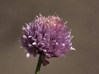 Allium schoenoprasum 7, Bieslook, Saxifraga-Peter Meininger
