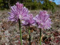 Allium schoenoprasum var alvarense 29, Saxifraga-Ed Stikvoort