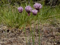 Allium schoenoprasum var alvarense 30, Saxifraga-Ed Stikvoort