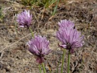 Allium schoenoprasum var alvarense 35, Saxifraga-Ed Stikvoort