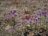 Allium schoenoprasum var alvarense 5, Saxifraga-Jan van der Straaten