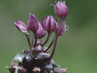 Allium scorodoprasum 1, Slangenlook, Saxifraga-Marijke Verhagen