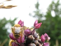Allium scorodoprasum 11, Slangenlook, Saxifraga-Rutger Barendse