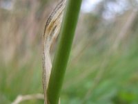 Allium scorodoprasum 12, Slangenlook, Saxifraga-Rutger Barendse