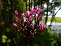 Allium scorodoprasum 15, Slangenlook, Saxifraga-Ed Stikvoort