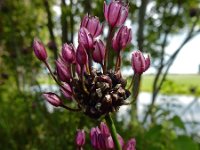 Allium scorodoprasum 16, Slangenlook, Saxifraga-Ed Stikvoort