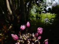 Allium scorodoprasum 18, Slangenlook, Saxifraga-Ed Stikvoort