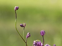 Slangenlook  Allium scorodoprasum. : Growth, Summertime
