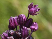 Allium scorodoprasum 4, Slangenlook, Saxifraga-Peter Meininger