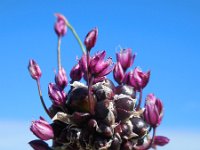 Allium scorodoprasum 9, Slangenlook, Saxifraga-Ed Stikvoort