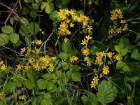 Allium scorzonerifolium 7, Saxifraga-Ed Stikvoort