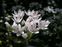 Allium subhirsutum 11, Gewimperde look, Saxifraga-Ed Stikvoort