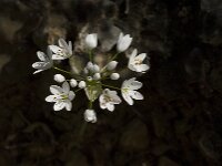 Allium subhirsutum 4, Gewimperde look, Saxifraga-Jan van der Straaten