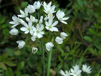Allium subhirsutum 5, Gewimperde look, Saxifraga-Ed Stikvoort