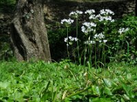 Allium subhirsutum 8, Gewimperde look, Saxifraga-Ed Stikvoort