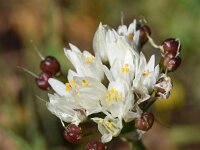 Allium subvillosum 18, Saxifraga-Sonja Bouwman  Spring garlic - Allium subvillosum - Alliaceae familie; Vale da Telha (Pt)