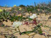 Allium subvillosum 4, Saxifraga-Ed Stikvoort