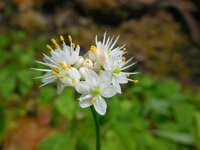 Allium subvillosum 5, Saxifraga-Ed Stikvoort