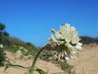 Allium subvillosum 6, Saxifraga-Ed Stikvoort