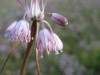 Allium telmatum 1, Saxifraga-Jasenka Topic