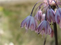 Allium telmatum 3, Saxifraga-Jasenka Topic