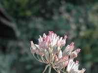 Allium tenuiflorum 1, Saxifraga-Jasenka Topic
