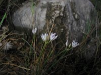 Allium tenuiflorum 2, Saxifraga-Jasenka Topic