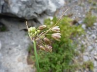 Allium tenuiflorum 3, Saxifraga-Jasenka Topic