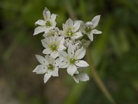 Allium trifoliatum 1, Saxifraga-Jan van der Straaten