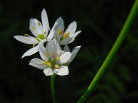 Allium trifoliatum 13, Saxifraga-Ed Stikvoort