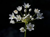 Allium trifoliatum 2, Saxifraga-Willem van Kruijsbergen