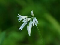 Allium triquetrum, Three-cornered Leek