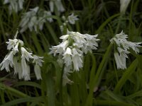 Allium triquetrum 10, Driekantig look, Saxifraga-Willem van Kruijsbergen