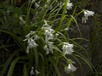 Allium triquetrum 12, Driekantig look, Saxifraga-Willem van Kruijsbergen