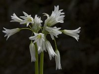 Allium triquetrum 15, Driekantige look, Saxifraga-Willem van Kruijsbergen