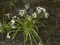 Allium triquetrum 17, Driekantige look, Saxifraga-Willem van Kruijsbergen