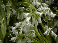 Allium triquetrum 18, Driekantig look, Saxifraga-Jan van der Straaten