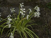 Allium triquetrum 19, Driekantig look, Saxifraga-Willem van Kruijsbergen