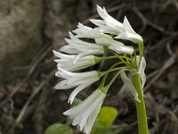 Allium triquetrum 20, Driekantig look, Saxifraga-Jan van der Straaten