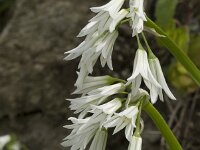 Allium triquetrum 22, Driekantig look, Saxifraga-Jan van der Straaten