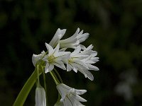 Allium triquetrum 23, Driekantige look, Saxifraga-Willem van Kruijsbergen