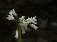 Allium triquetrum 24, Driekantige look, Saxifraga-Jan van der Straaten