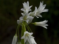 Allium triquetrum 25, Driekantig look, Saxifraga-Willem van Kruijsbergen