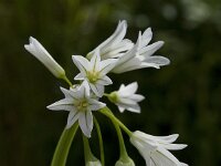 Allium triquetrum 26, Driekantig look, Saxifraga-Willem van Kruijsbergen