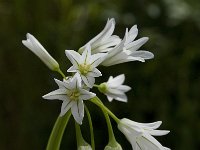 Allium triquetrum 26, Driekantige look, Saxifraga-Willem van Kruijsbergen