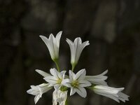 Allium triquetrum 27, Driekantig look, Saxifraga-Jan van der Straaten