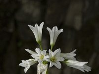 Allium triquetrum 27, Driekantige look, Saxifraga-Jan van der Straaten