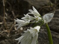 Allium triquetrum 28, Driekantig look, Saxifraga-Jan van der Straaten